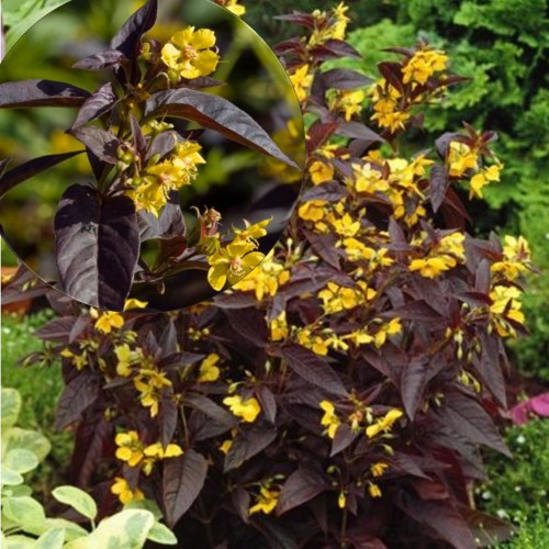 Lysimachia ciliata 'Firecracker' - Ripsmeline metsvits 'Firecracker' P9/0,55L